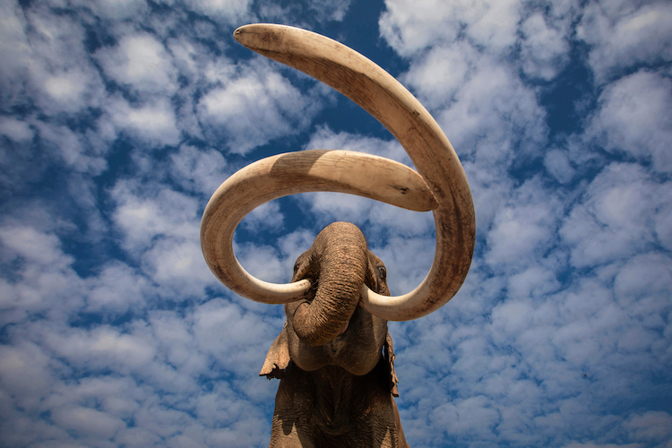 George Dian Balan - When Mammoths Ruled The Earth